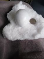 Tawny Owl Replica Egg