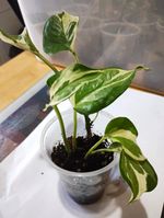 Variegated N Joy Pothos (Epipremnum) Potted Indoor Houseplant.☘️