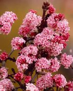 Viburnum Farreri Persian Fragrans  - 3Lt Pot Large Flowering Deciduous Shrub