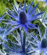 30 seeds Sea Holly Blue (Eryngium Planum)+4" FREE PLANT LABEL