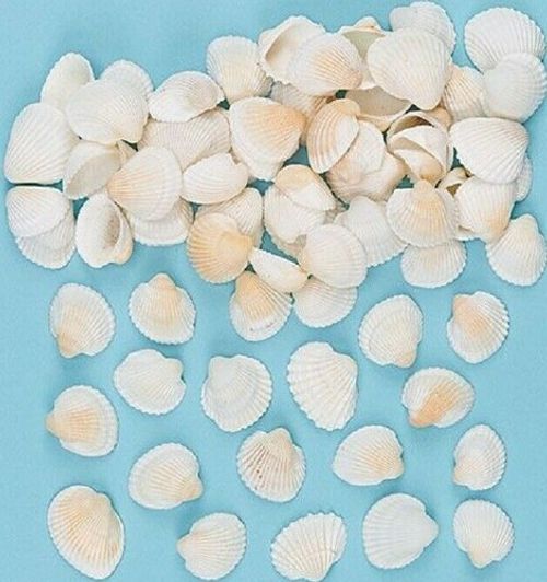Mini Craft Shells Natural Cream & White 1cm-2.5cm Summer Seaside Crafts & Decor