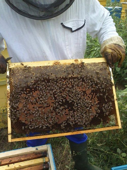 1.5kg WILDFLOWER HONEY 100% ORGANIC PURE RAW NATURAL-(NEW HARVEST 2026) — image 6