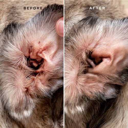 🇬🇧20k+ SOLD 5ml Ear Mite Treatment Blaster Spray Drops Anxious Pets Itchy Ears — image 13