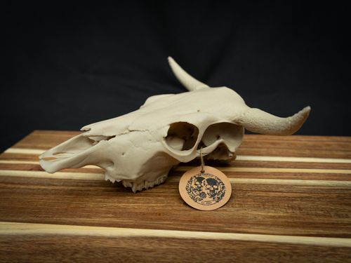 Cow Skull Replica – Scaled Down 3D Printed Bone Model for Display or Décor — image 1