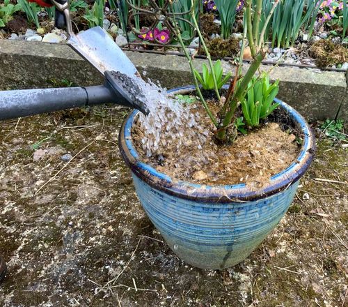 2Kg DRIED POWDERED LIGHTWEIGHT HORSE MANURE EASY USE - COMPOST JUST ADD WATER — image 8