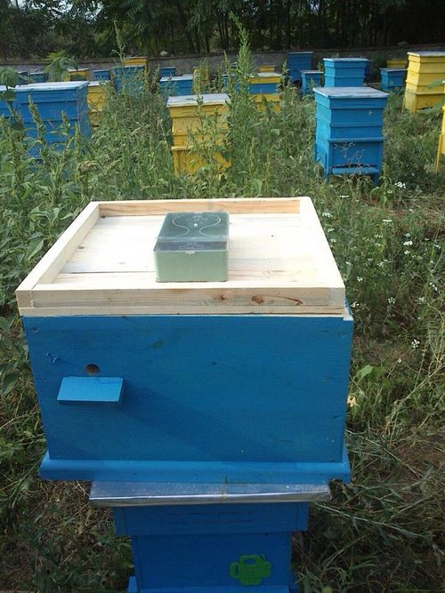 *BUY 3 GET 1 FREE* 1kg WILDFLOWER HONEY 100% RAW PURE ORGANIC (NEW HARVEST 2026) — image 8