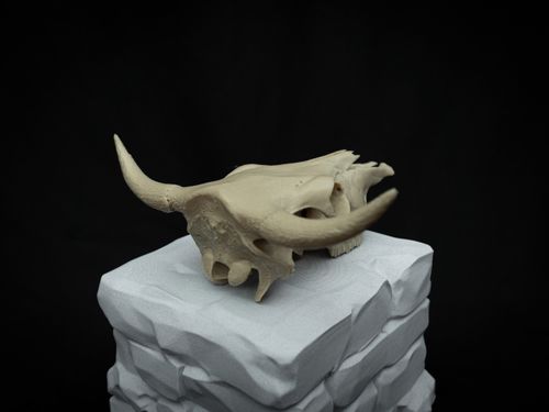 Cow Skull Replica – Scaled Down 3D Printed Bone Model for Display or Décor — image 5