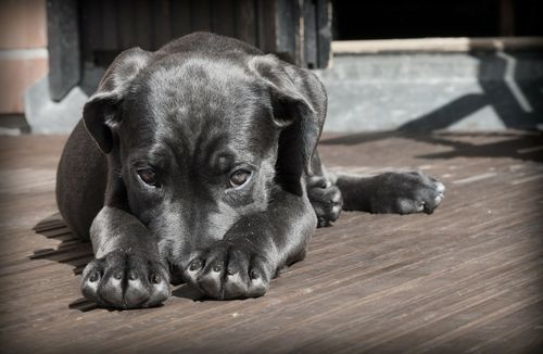 170 Chewable  Flavoured Multivitamins & Minerals 17 Essential  Vitamins For Dogs — image 7
