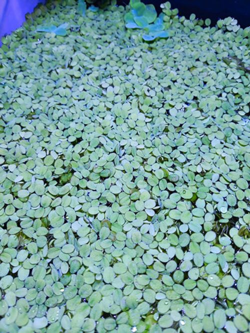 X30 Live Salvinia Minima Floating Aquarium Plant for Tropical Tanks