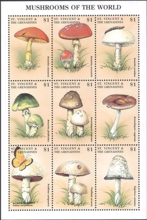 St Vincent 1998 Fungi/Mushrooms/Plants/Nature/Butterfly/Ladybird 9v sht (b7735p)