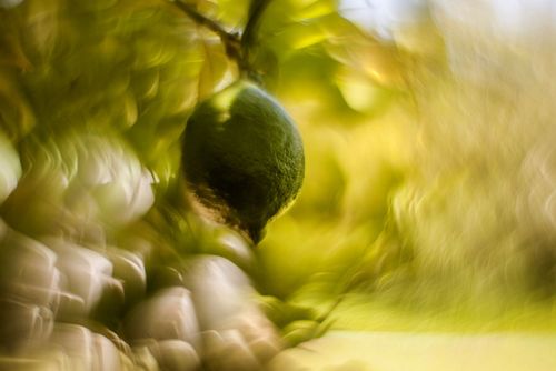 Sony E Fit Helios 44M Lens Petzval Modification Dreamy Swirly Bokeh Angel Wing — image 2