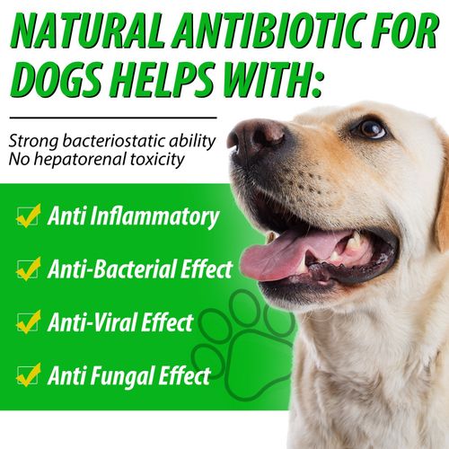Dog Anti Biotic Drops 100% Natural for Immune System Support & Anti-Inflammatory — image 3