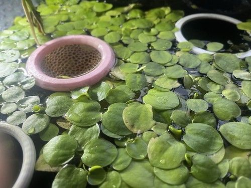 Frogbit Live Floating Aquarium Plant for Freshwater Tropical Tanks Beginner