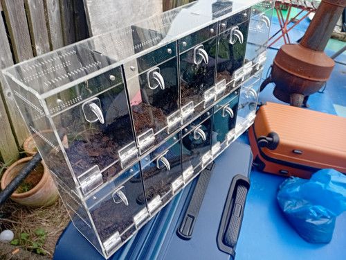 Clear Acrylic Spider/Invertebrate Enclosure Rack, Multi-Compartment Hinged Doors