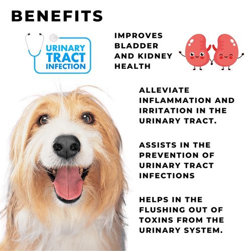 UTI Treatment For Dogs | Liver & Bladder Function | Incontinence | 120 Tablets  — image 2