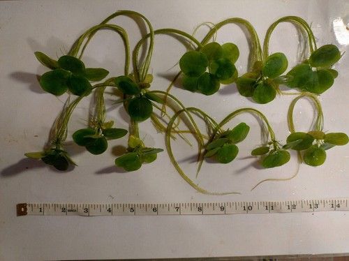 10 Premium XXL Amazon Frogbit! Live Aquarium Floating Plants with Long Roots!