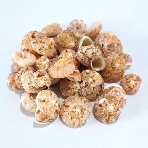 Top Shell Natural Monita Belcheri Craft Seashells 10-15mm 30-40 shells 25g