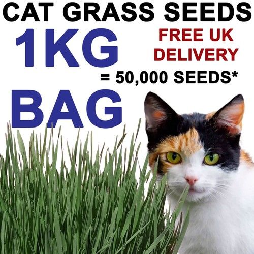 Cat Grass Seeds - Oat Grass - 25g 50g 100g 250g 500g 700g & 1kg FREE UK DELIVERY