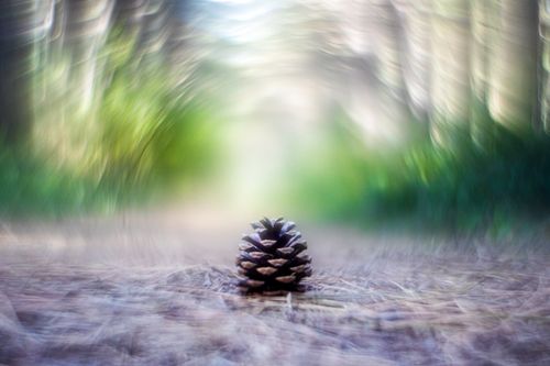 Sony E Fit Helios 44M Lens Petzval Modification Dreamy Swirly Bokeh Angel Wing — image 1