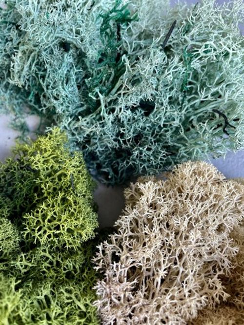 REINDEER MOSS | LICHEN | Natural Preserved | Terrarium Supplies | Terrarium Deco