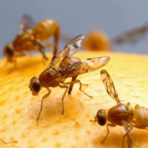 Fruit Fly Trap x4, Fly killer, Reusable Fruit Fly lure, Gnat lure, sticky mount — image 6