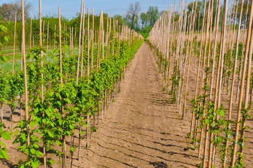 Suregreen Bamboo Canes 2.4m/8ft | 14-16mm | 100 Pack — image 14