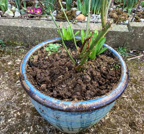2Kg DRIED POWDERED LIGHTWEIGHT HORSE MANURE EASY USE - COMPOST JUST ADD WATER — image 10