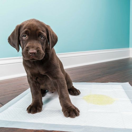 100 Large Puppy Training Trainer Train Pads Toilet Pee Wee Poo Dog Pet Cat Mats — image 11