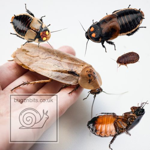 Specialist Roach Chow Hydro Ball Dubia Hissing Cockroach Breeding Feeder Insect. — image 6