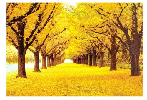 1000-Piece Gold Autumn Jigsaw Puzzle – Educational, Decorative, Perfect Gift