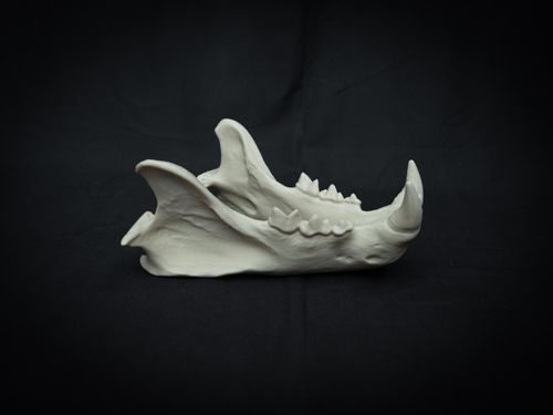 Life Size Lion Skull Replica – Realistic 3D Printed Bone Model — image 10