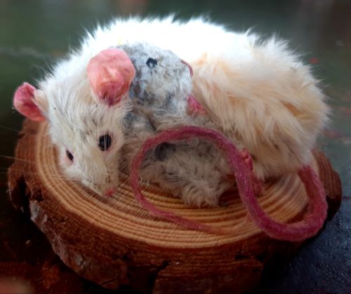 Taxidermy Mouse Cuddling Teddy — image 2