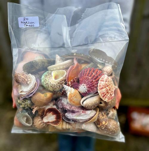 Bulk Pack 80 Mixed Seashells 2-10cm – Natural Craft Shells, Beach Crafts — image 2