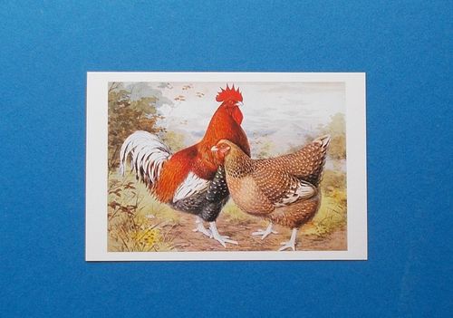 POULTRY    POSTCARD  -  NO. 5 — image 1