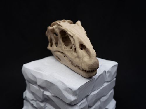 Scaled Down Allosaurus Skull Replica – Realistic 3D Printed Dinosaur Bone Model — image 3