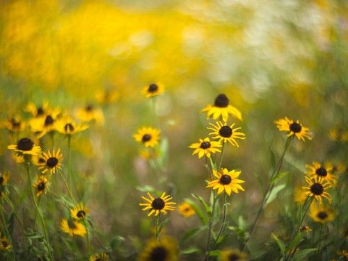 Sony E Fit Lens Helios 44-2 58mm F2 Vintage Legendary Swirly Bokeh King VG