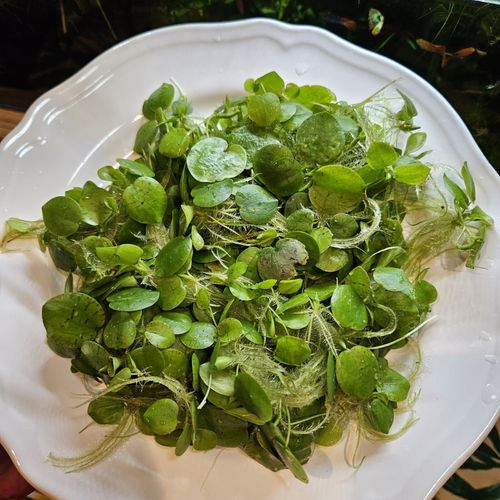 6 x Amazon Frogbit Live Tropical Lily Floating Aquarium Plants Removes Nitrates — image 5