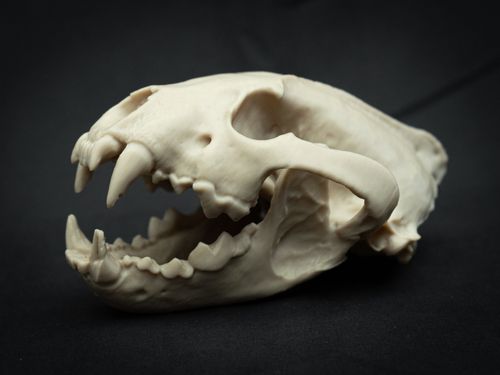 Life Size Wolverine Skull Replica – Realistic 3D Printed Bone Model Display — image 6