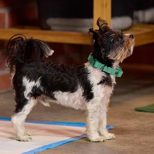 Puppy Pads 100 Pack 60X60CM | Dog Training Pads | Leak-Proof Puppy Pads — image 8