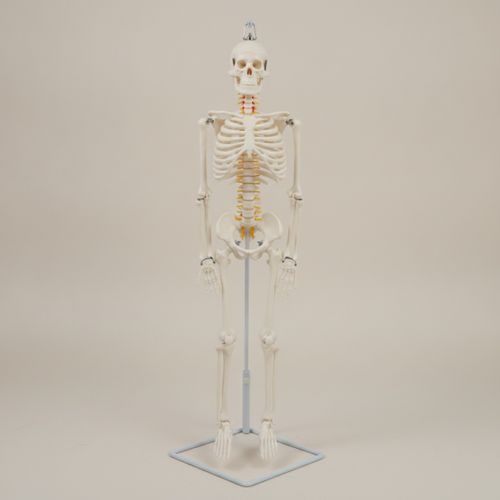 Skeleton Model with Stand Hanging Anatomy Model Freestanding for Doctors — image 5