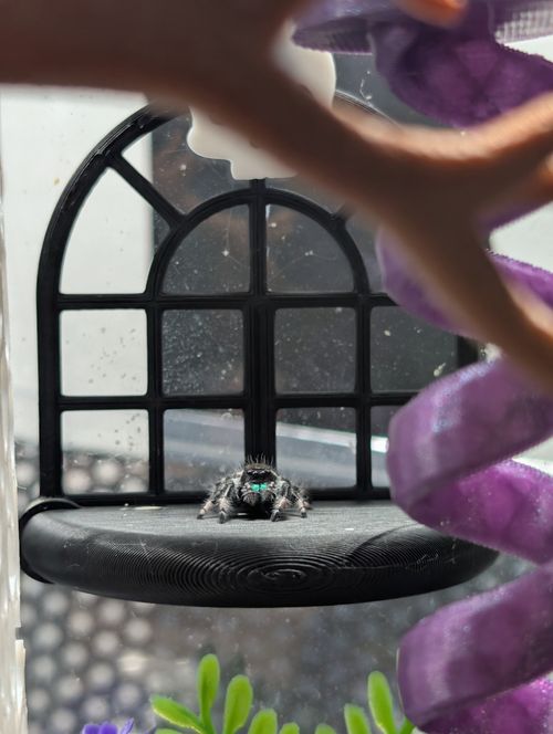 Jumping Spider Decor/Accessory Pack Boho Theme — image 7