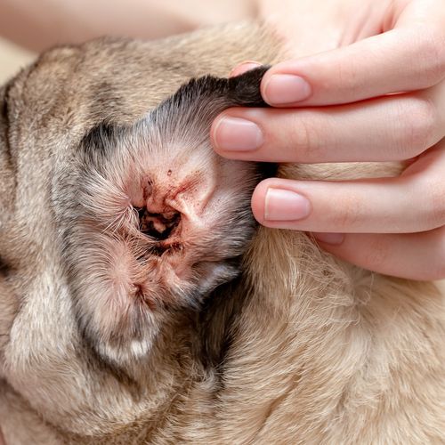 Furvita Antiseptic Spray for Dogs Cats 500ml | Wound Care | Itchy Skin Relief |  — image 11