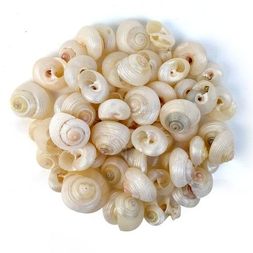 Top Shell pearlised Monita Belcheri Craft Seashells 10-12mm 50-60 shells