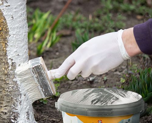Lime for Tree and Shrub Whitening – Frost Protection & Pest Control — image 3
