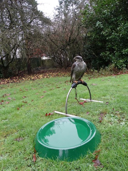 Falconry Fibreglass Hawk Falcon Baths Large  — image 4