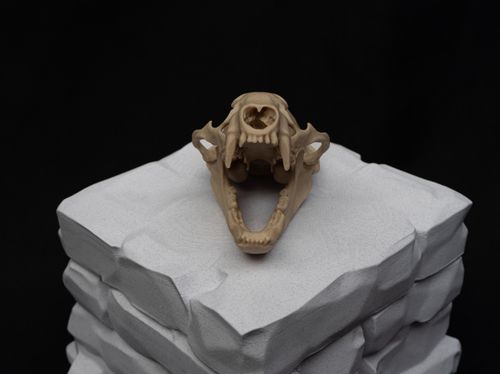 Life Size Badger Skull Replica – Realistic 3D Printed Bone Model Display — image 2