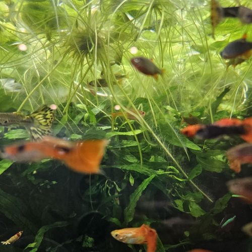 6 x Amazon Frogbit Live Tropical Lily Floating Aquarium Plants Removes Nitrates — image 4