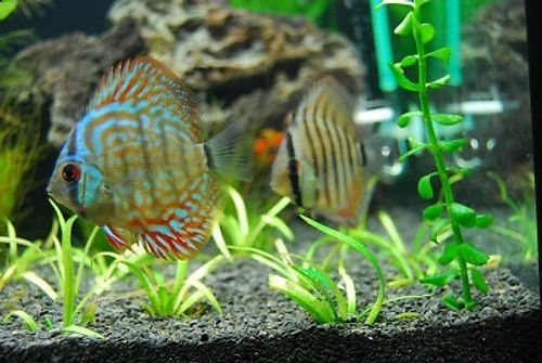 Aquarium Sand Fish Tank Natural Gravel for Plant Growth — image 4