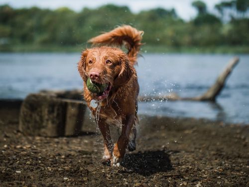 30 Used Tennis Balls For Dogs. All Branded Balls, Slazenger, Head, Dunlop, Etc. — image 5