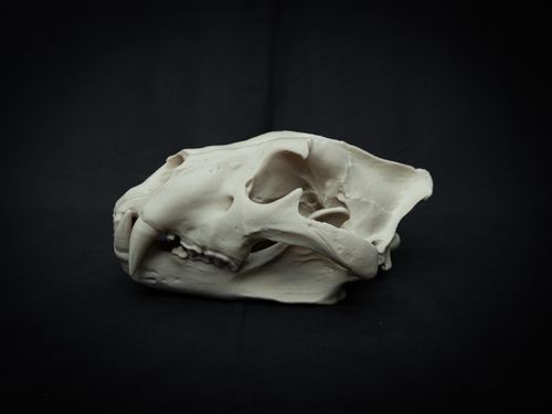 Life Size Lion Skull Replica – Realistic 3D Printed Bone Model — image 6